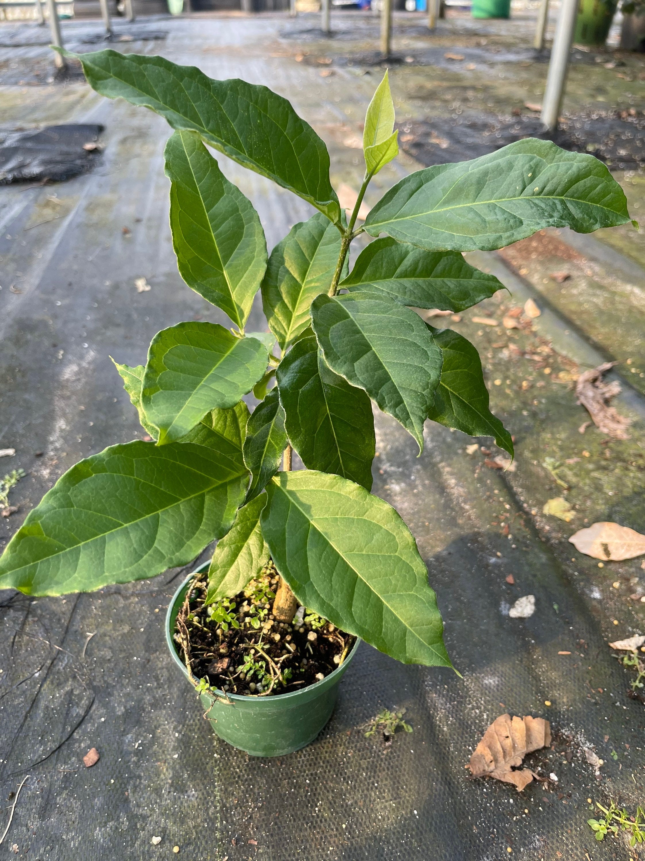 Rare Peanut Butter Fruit Tree: Well Rooted Starter Plant