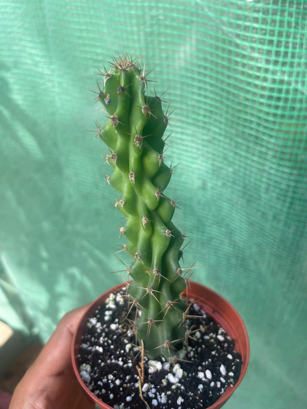 Crested Peruvian Apple Cactus – Rare Cereus Plant, Sculptural, Drought Tolerant
