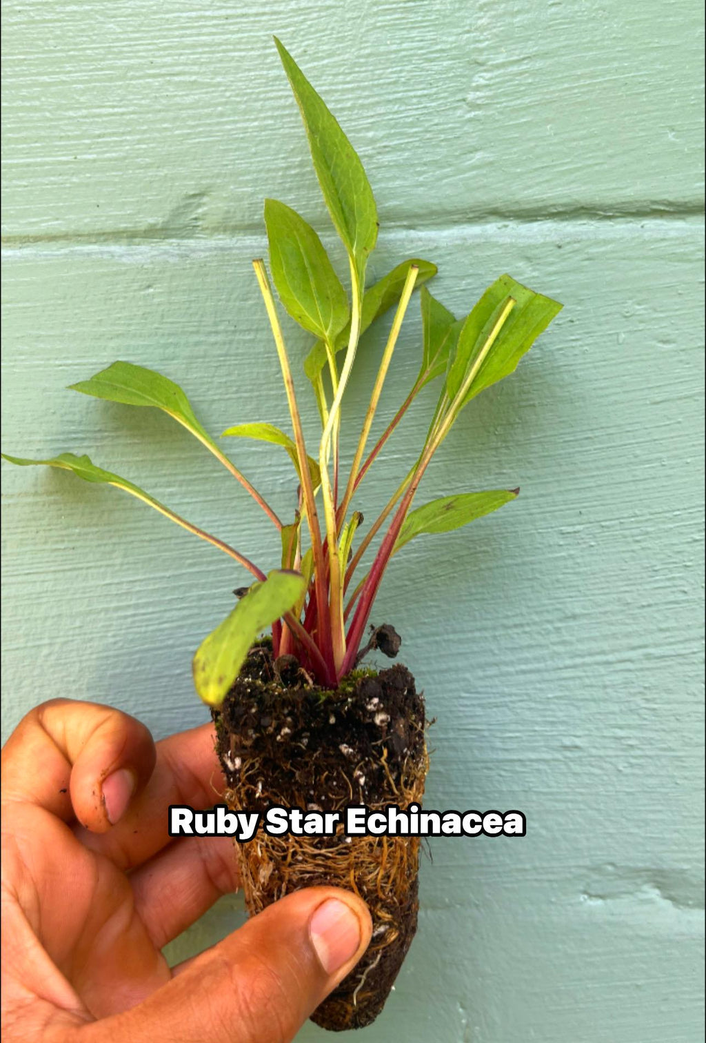 Echinacea purpurea ‘Rubinstern’ (Ruby Star Coneflower) – 2” Plug Plant – Pollinator Friendly Perennial