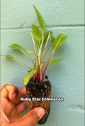 Echinacea purpurea ‘Rubinstern’ (Ruby Star Coneflower) – 2” Plug Plant – Pollinator Friendly Perennial
