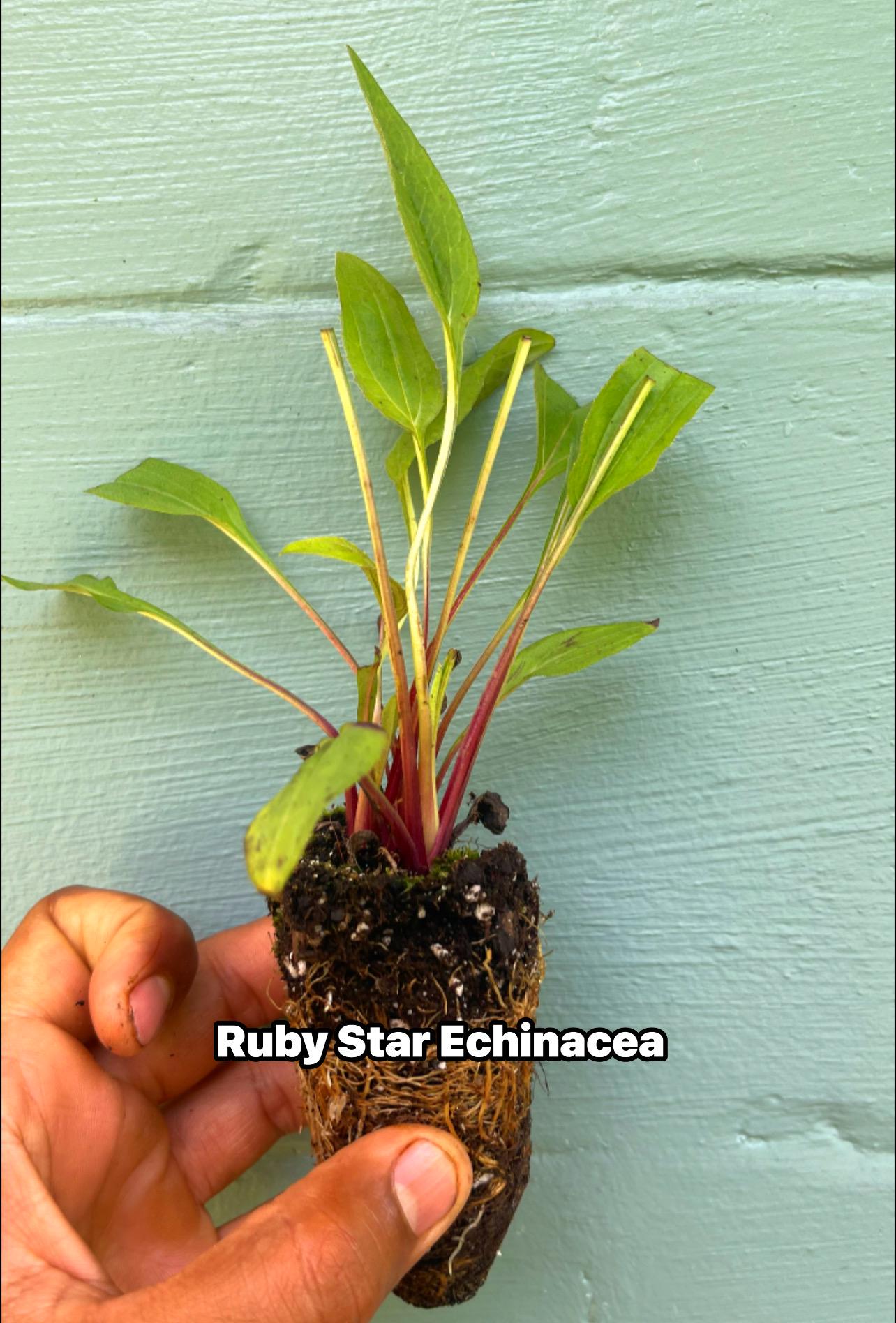 Echinacea purpurea ‘Rubinstern’ (Ruby Star Coneflower) – 2” Plug Plant – Pollinator Friendly Perennial