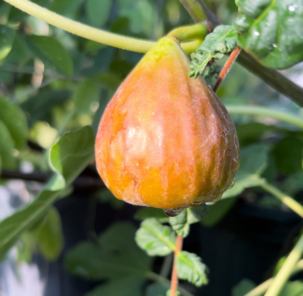 Brown Turkey Fig Tree – Live Plant – Sweet Fruit Tree for Home Gardens