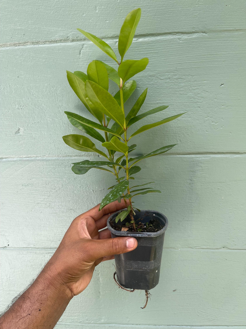 Bay Rum Plant (Pimenta racemosa) – Live Plant in 4.5” Pot | Aromatic Caribbean Herb