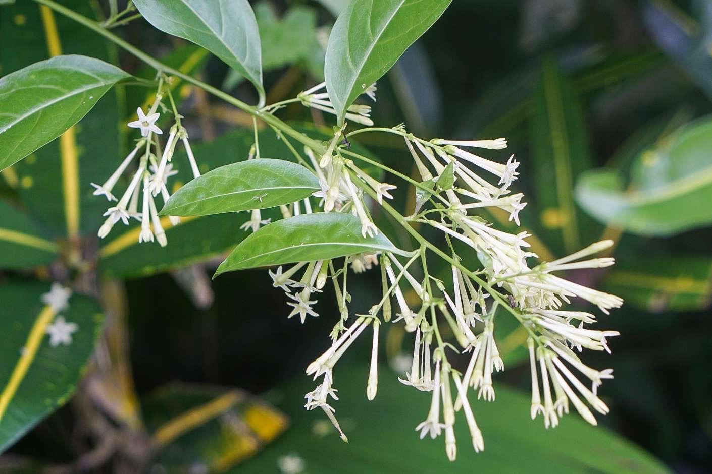 Night Blooming Jasmine Plant (Cestrum nocturnum) - Fragrant Outdoor Flowering Plant for Garden