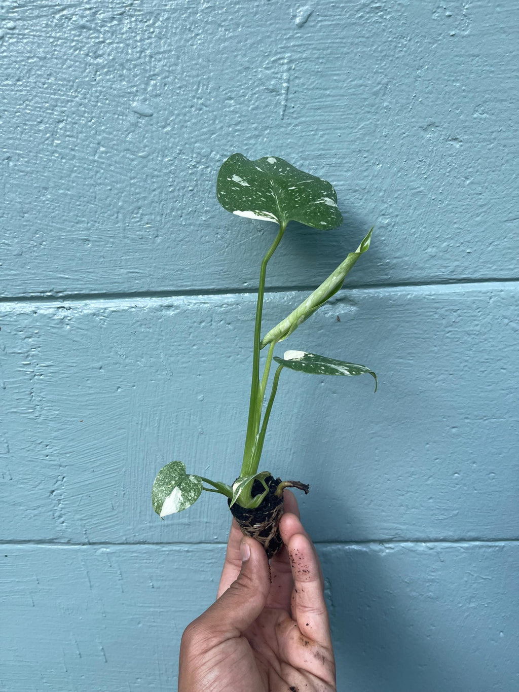Monstera Thai Constellation Variegated Monstera Rare Aroid Live Indoor Tropical Plant Houseplant