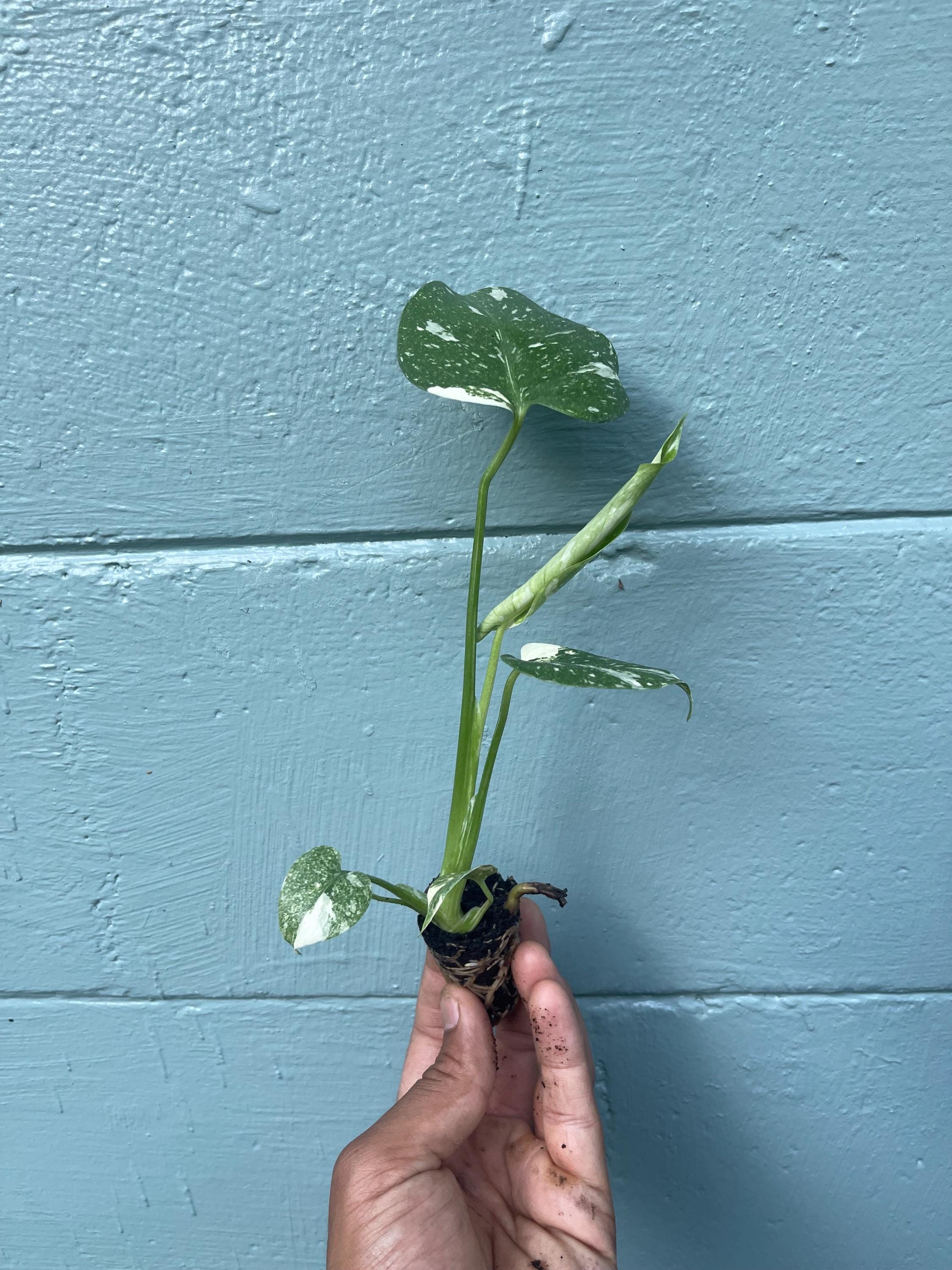 Monstera Thai Constellation Variegated Monstera Rare Aroid Live Indoor Tropical Plant Houseplant