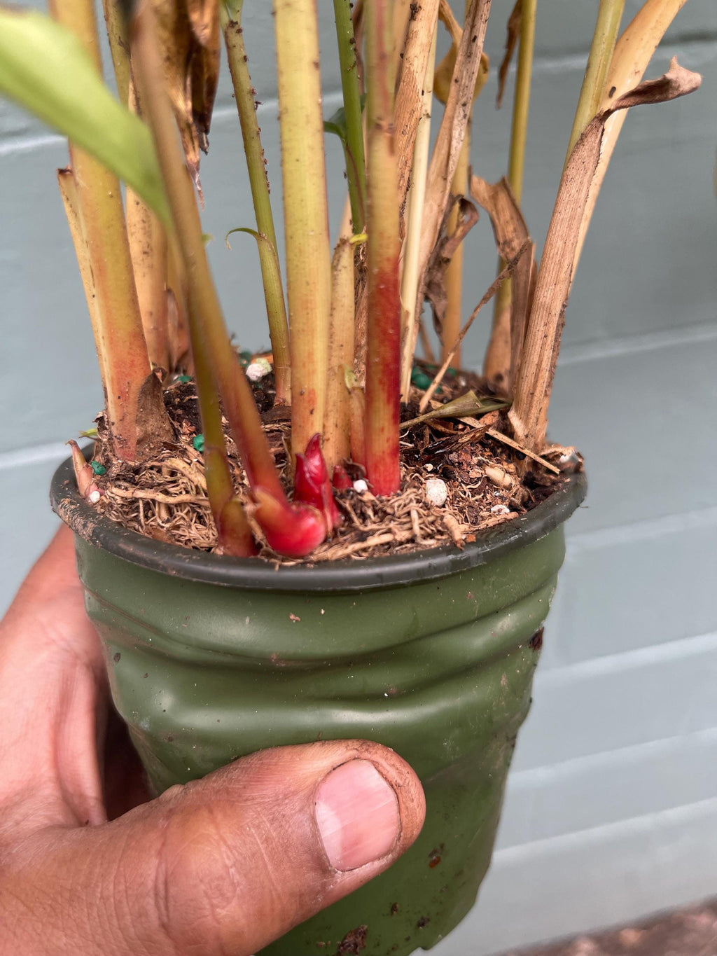 Galangal Plant: Fresh Thai Ginger