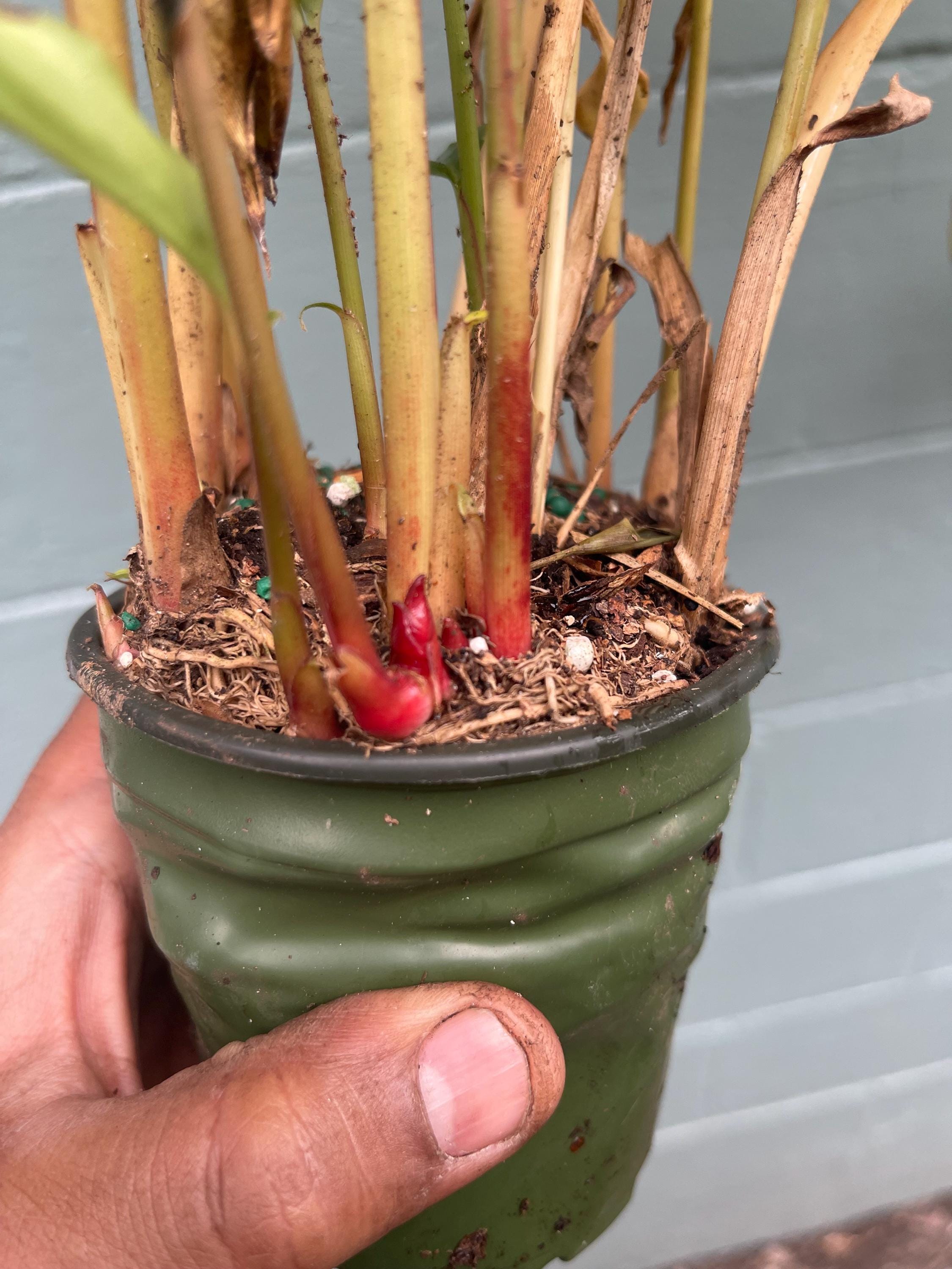 Galangal Plant: Fresh Thai Ginger