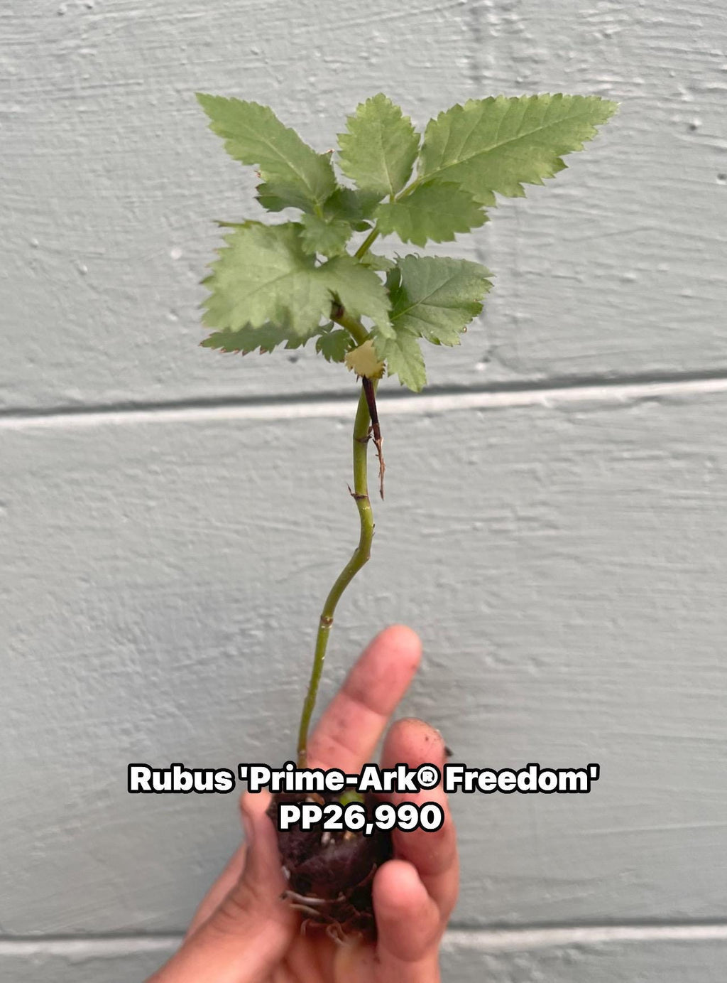 Prime-Ark® Freedom Thornless Blackberry – Live Plant – Primocane Fruiting