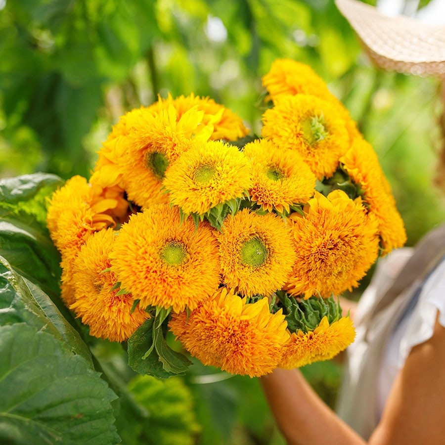 Dwarf Teddybear Sunflower seeds