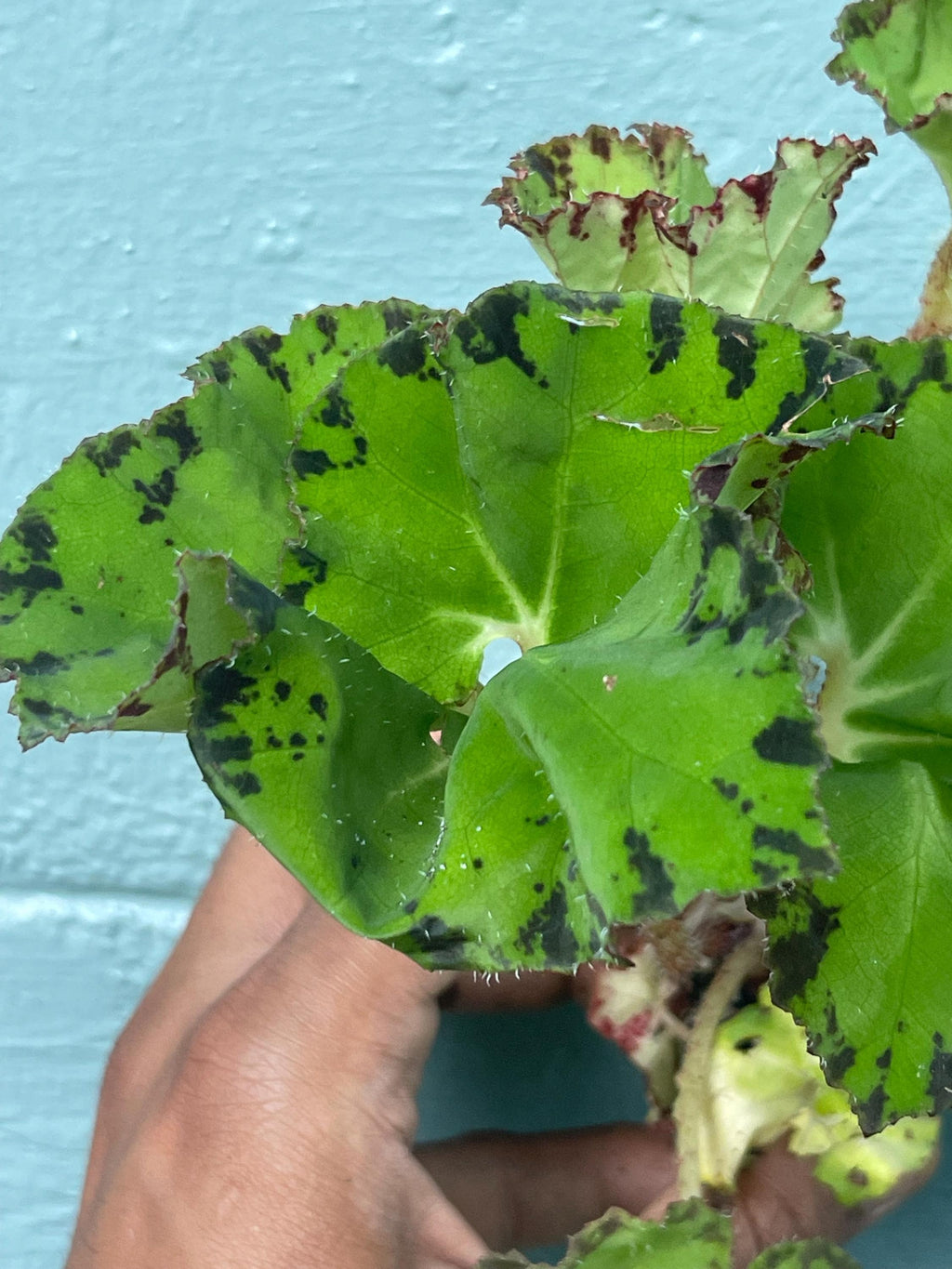 Rare Rex Begonia 'Rover Nile' Live Plant: Variegated Indoor Foliage