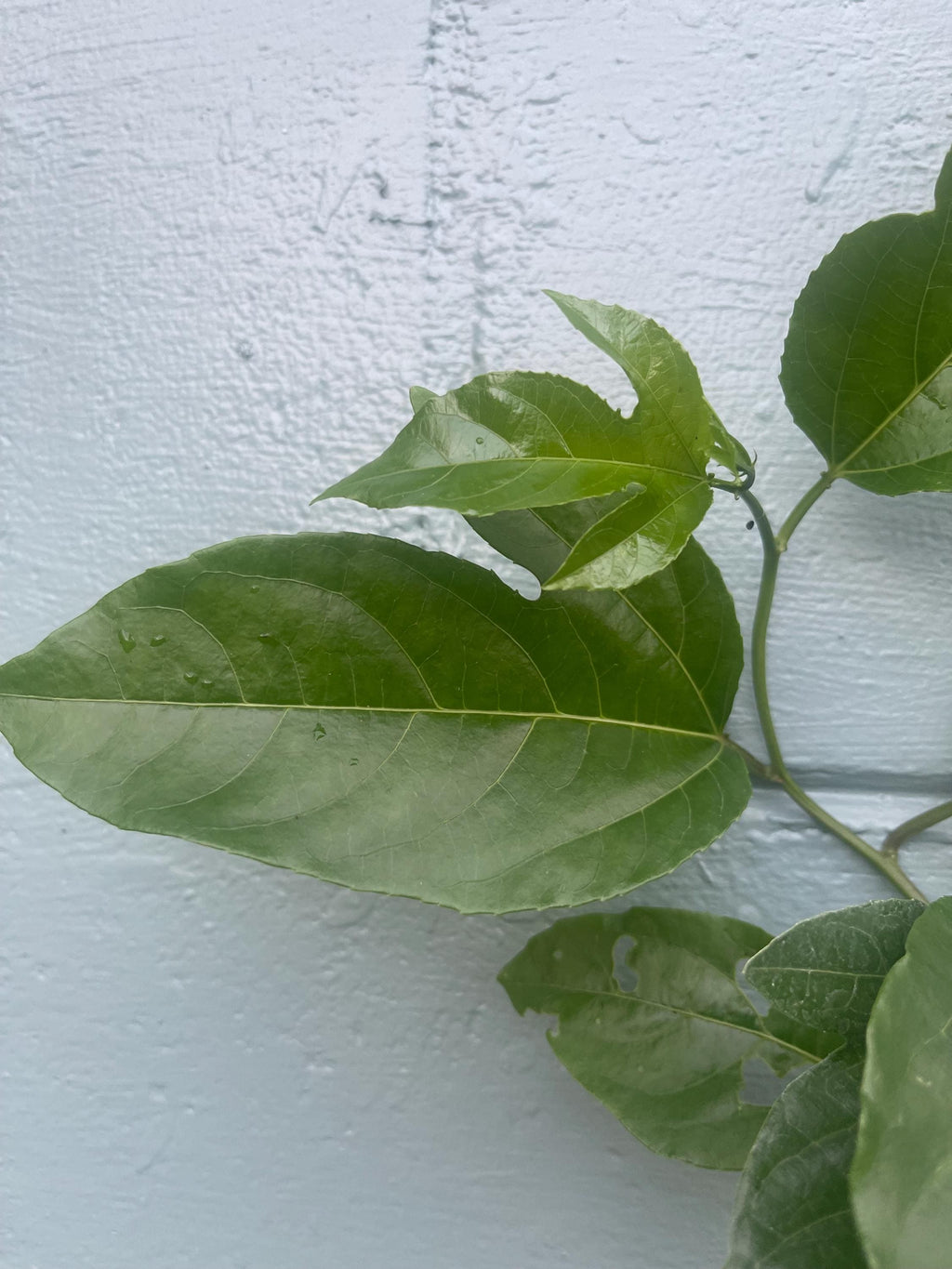 Sunrise Passion Fruit Vine – Fast-Growing Tropical Plant, Delicious Fruit (4 inches Pot)