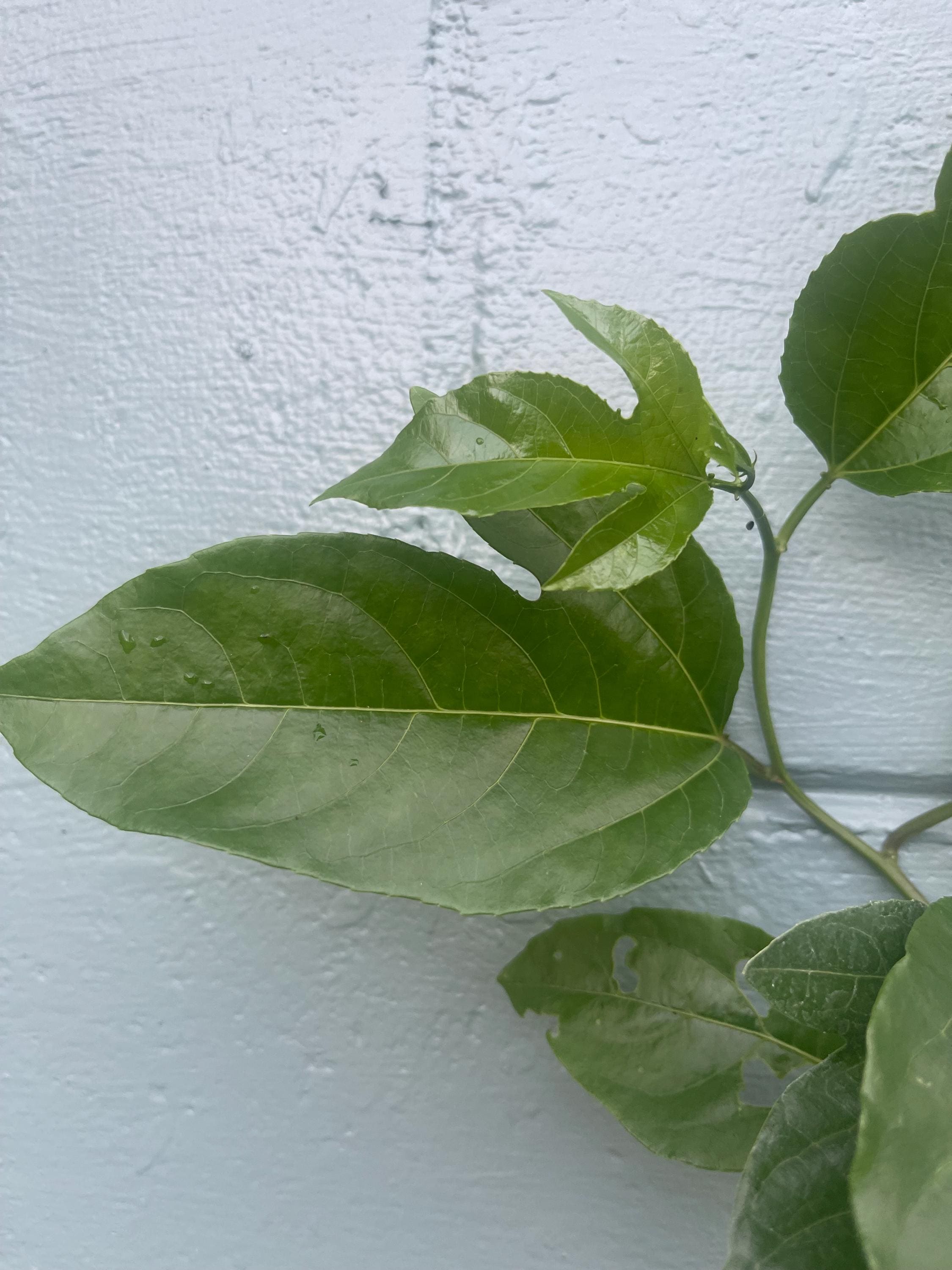 Sunrise Passion Fruit Vine – Fast-Growing Tropical Plant, Delicious Fruit (4 inches Pot)