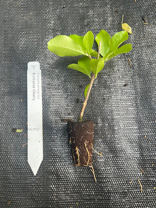 Acerola Cherry Plant: High Vitamin C, Tropical Fruit Tree