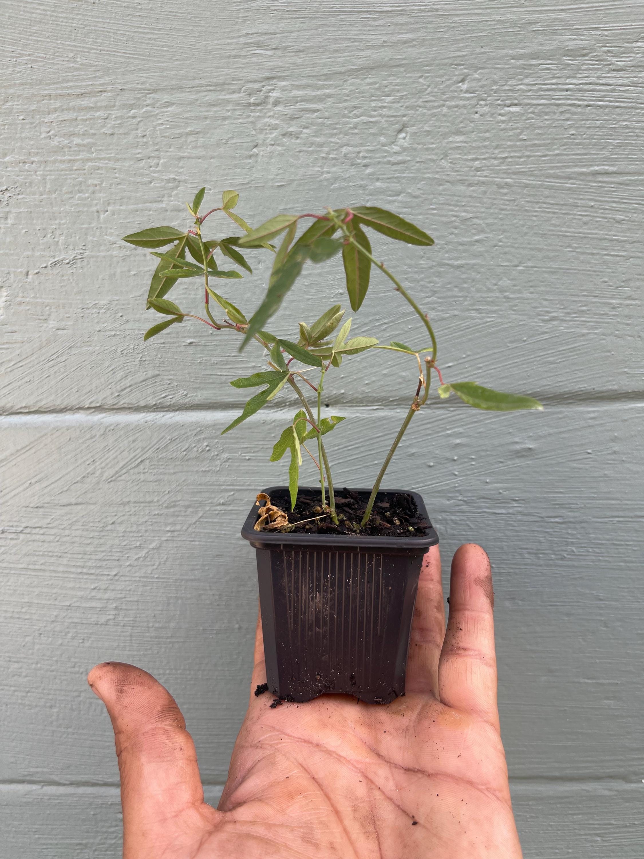 Blue Passionflower Plant – Passiflora caerulea | Hardy Passion Vine | Exotic Flowering Climber | Butterfly Host Plant