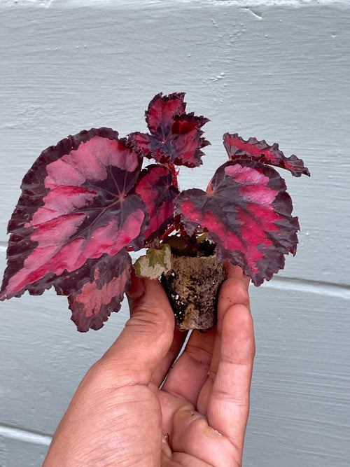 Beautiful Begonia Harmony’s ‘Red Robin’, Perfect for Indoor Gardening or Plant Lover Gift