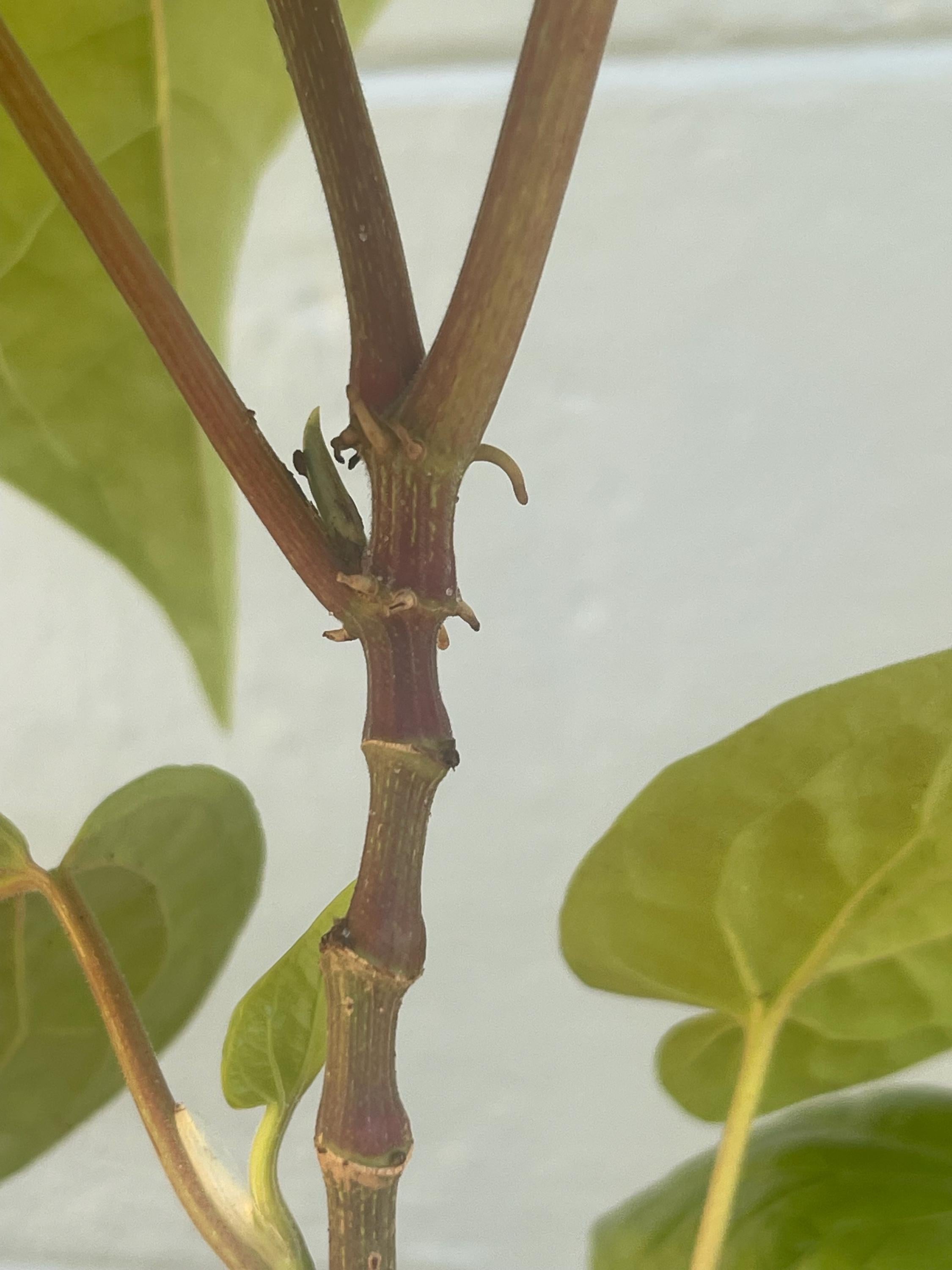 Piper Betel Plant | Betel Leaf Vine