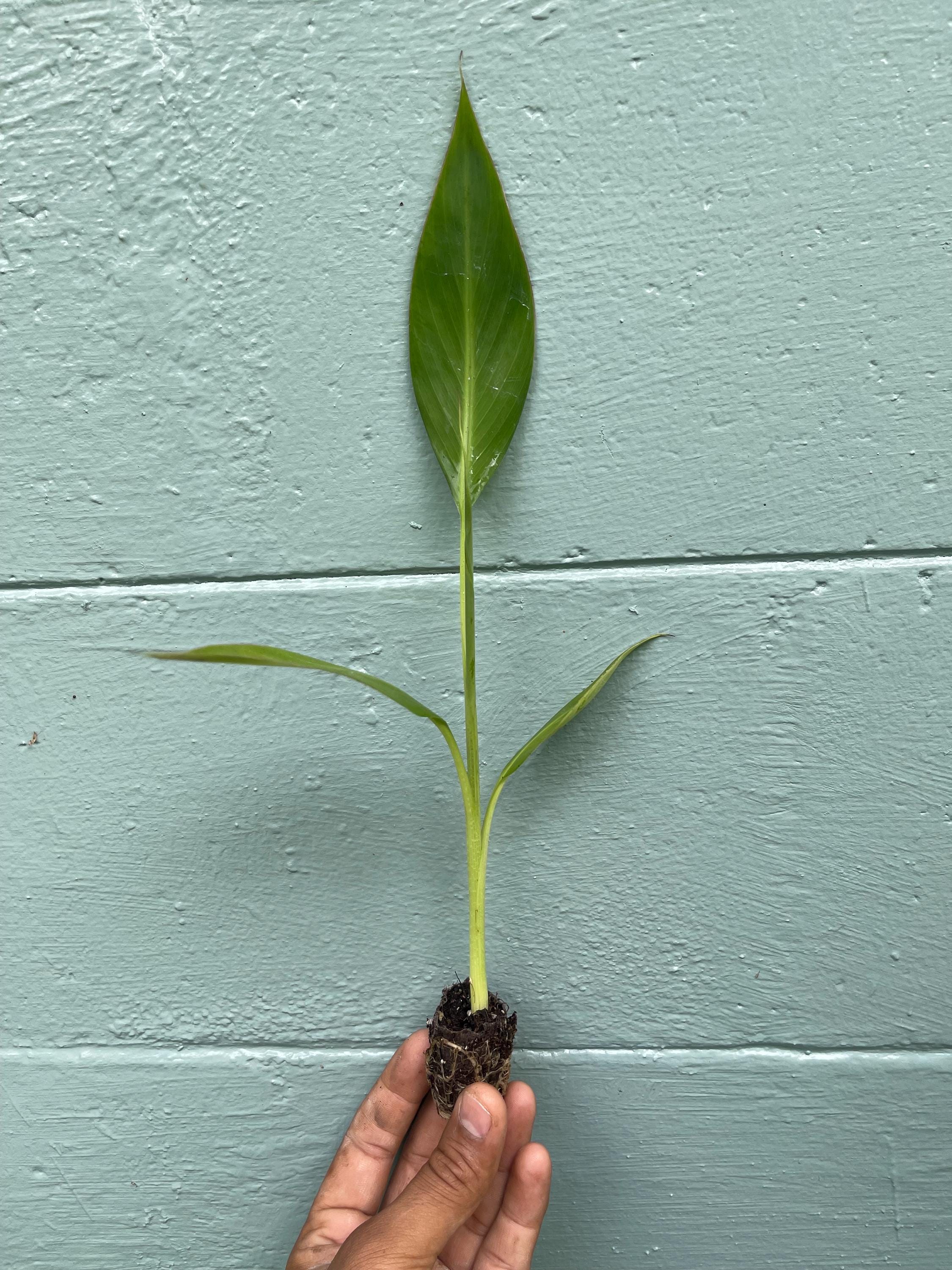 Musa Kokopo Banana Plant - Short Cycle Variety