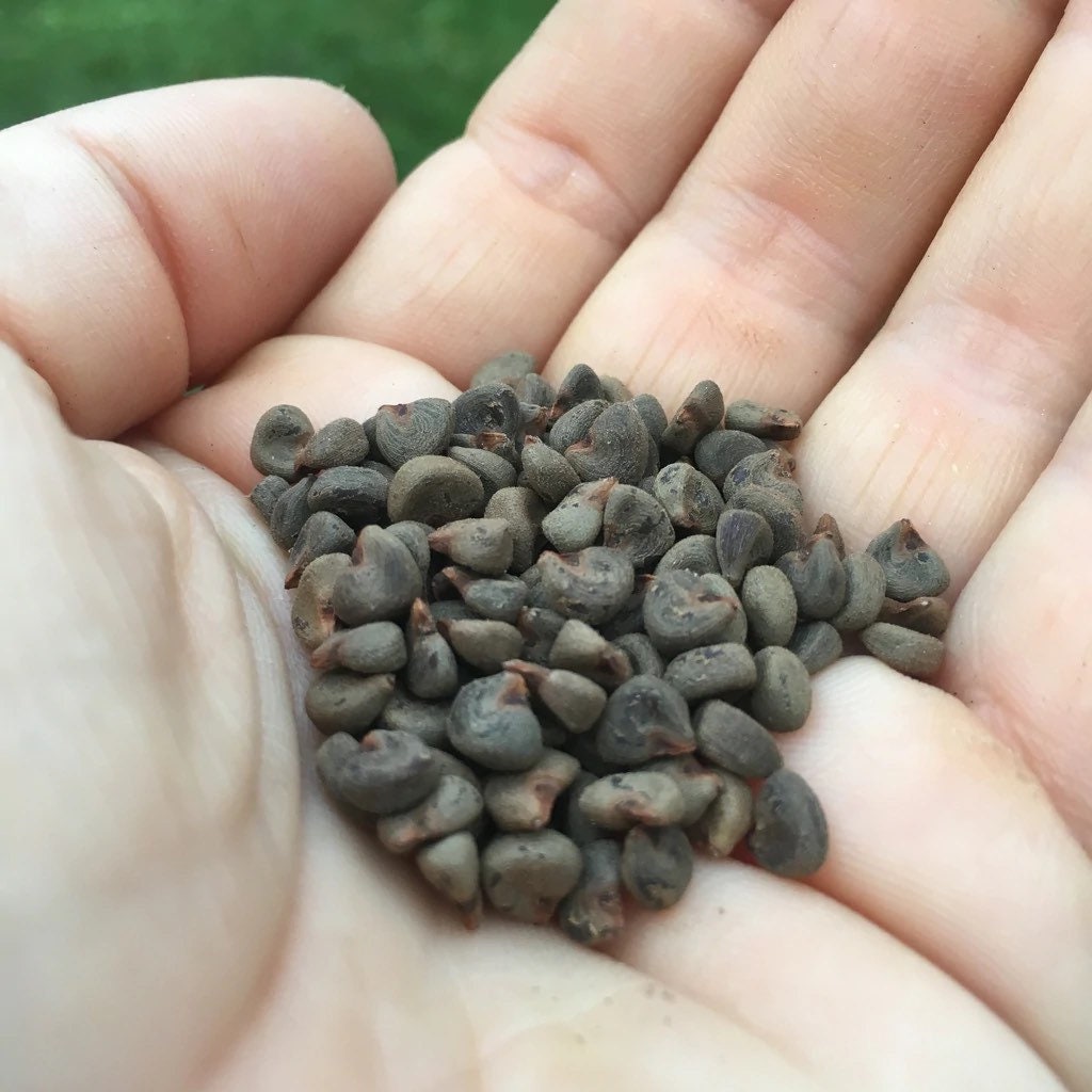 Organic Roselle Seeds: Hibiscus Sabdariffa for Herbal Tea & Planting
