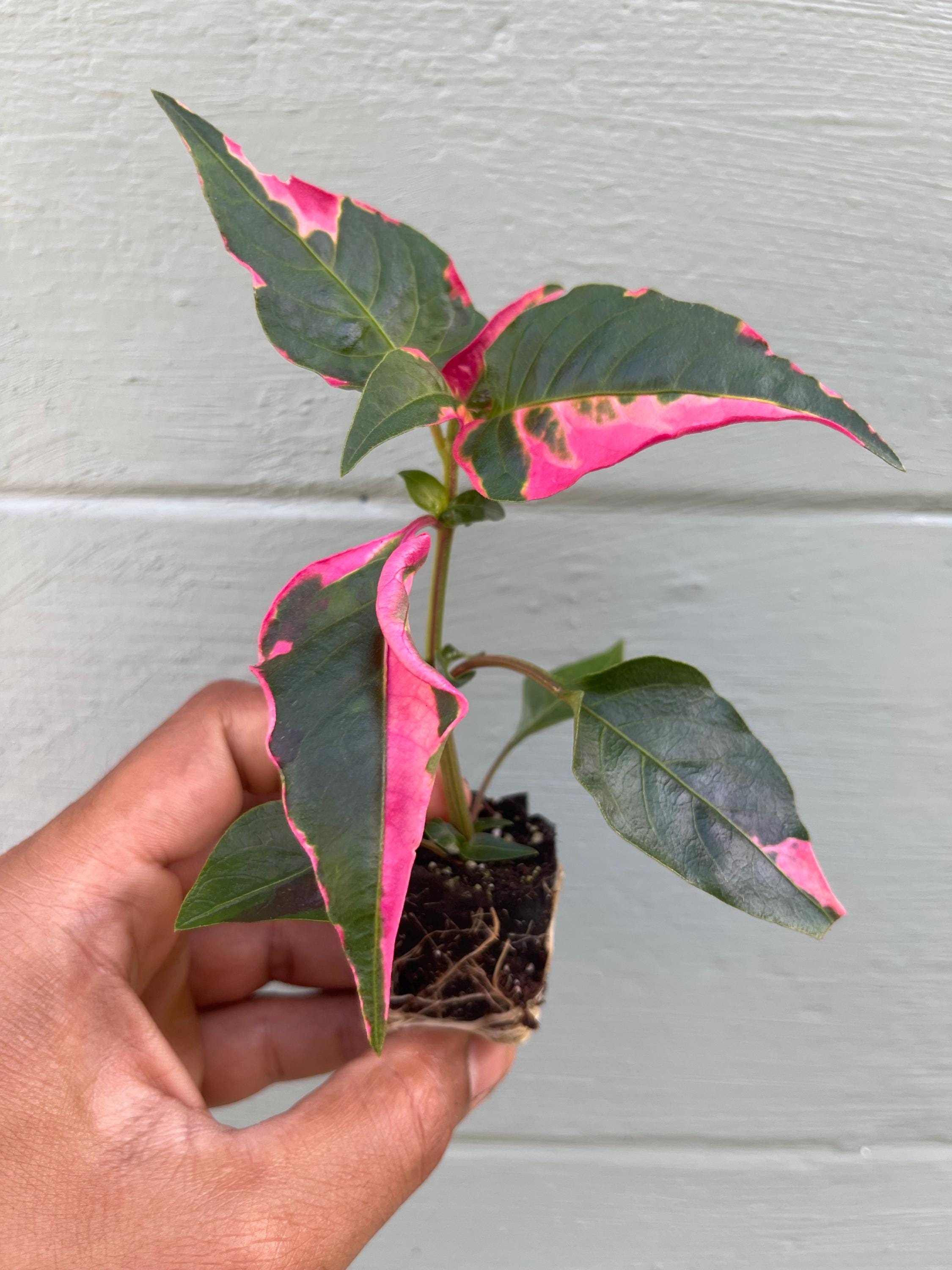 Alternanthera Party Time Plant – Pink Variegated Ornamental Houseplant