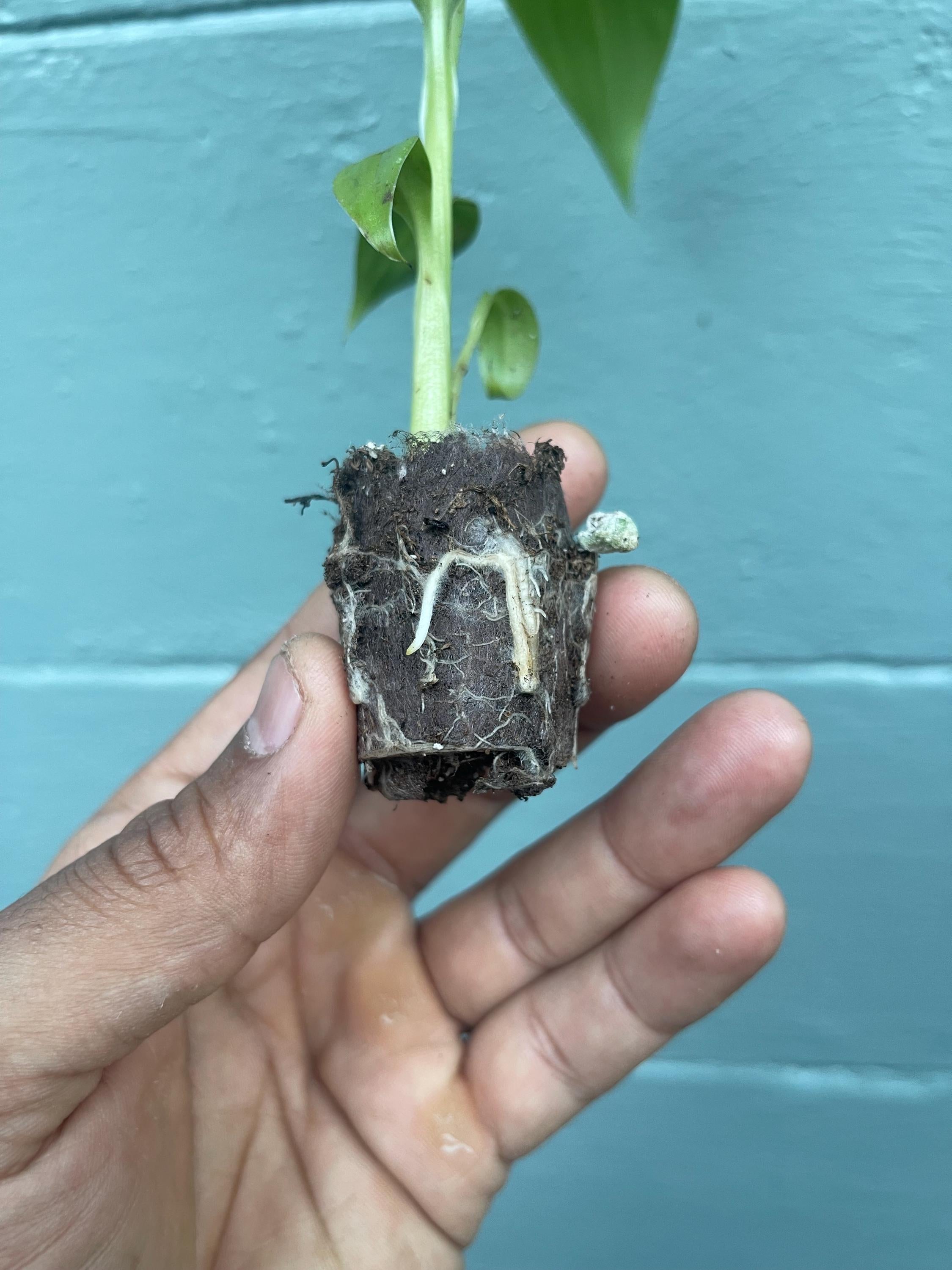 Red Trunk Popo‘ulu‘ Banana – Rare Polynesian Variety