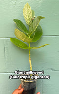 Giant milkweed (Calotropis gigantea) – Rare Tropical Flowering Plant – 4” Pot
