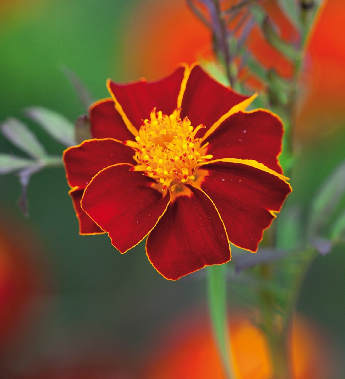 Burning Embers Marigold Seeds: Heirloom Vibrant Orange Blooms