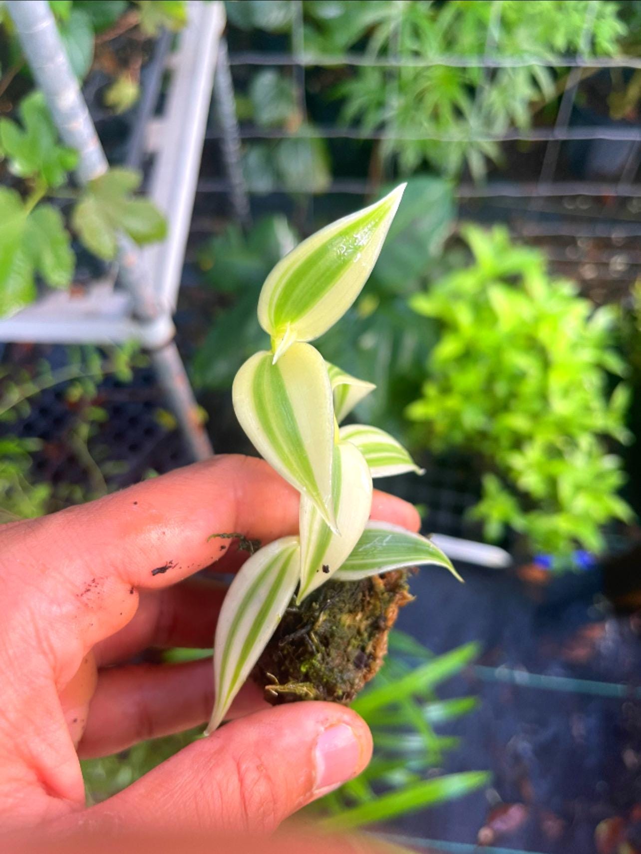 Live Variegated Vanilla Orchid Plant - Rare Edible Bean Vine