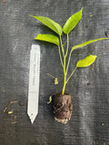 RARE Babaco/Mountain papaya plants