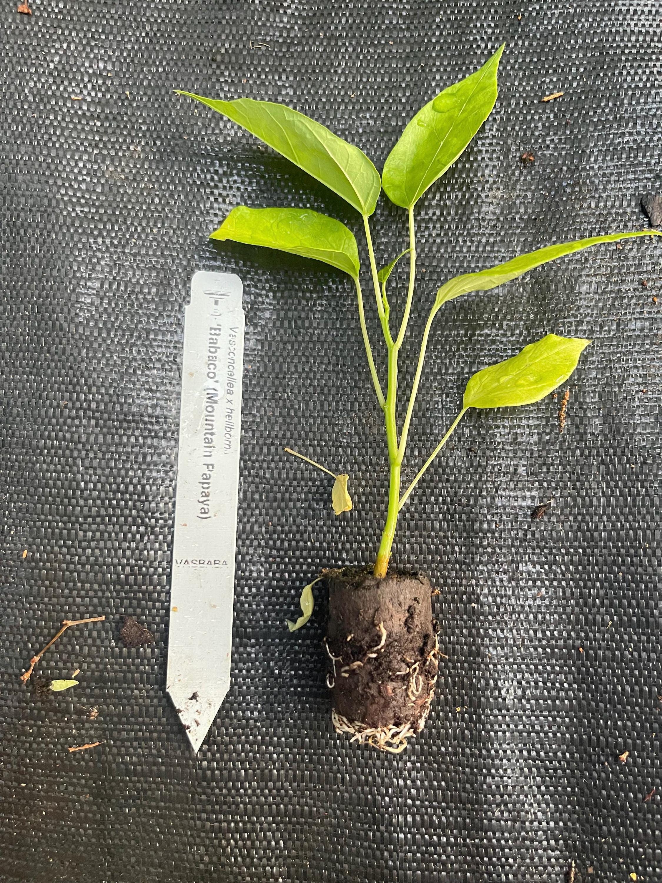 RARE Babaco/Mountain papaya plants