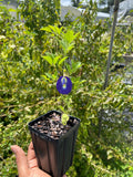 Live Butterfly Pea Plant – Clitoria ternatea | Blue Tea Vine | Pollinator-Friendly, Fast-Growing Tropical Vine