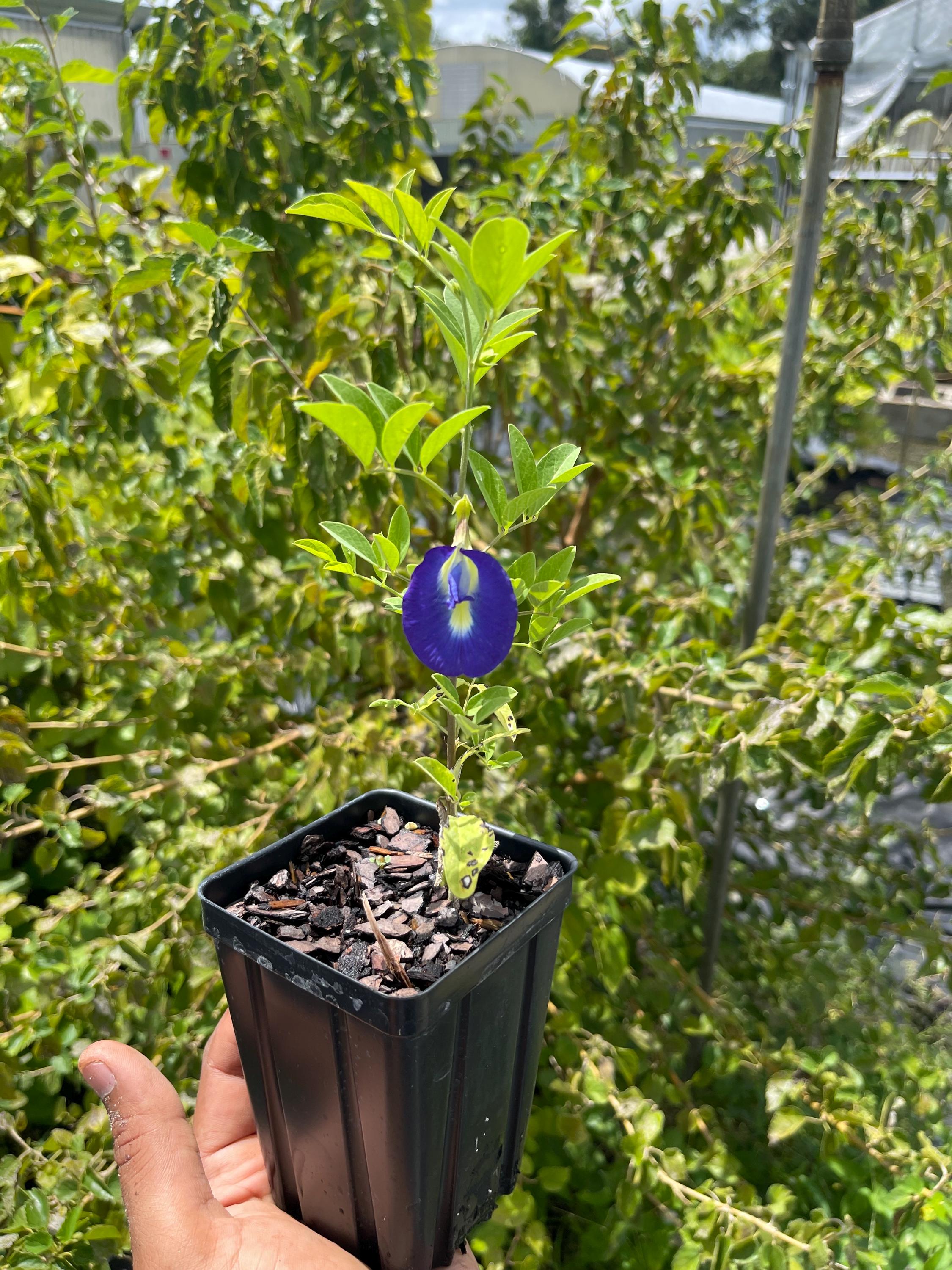 Live Butterfly Pea Plant – Clitoria ternatea | Blue Tea Vine | Pollinator-Friendly, Fast-Growing Tropical Vine