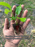 Purple Possum Passionfruit Plant | Exotic Edible Fruit Vine