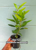 Bay Rum Plant (Pimenta racemosa) – Live Plant in 4.5” Pot | Aromatic Caribbean Herb
