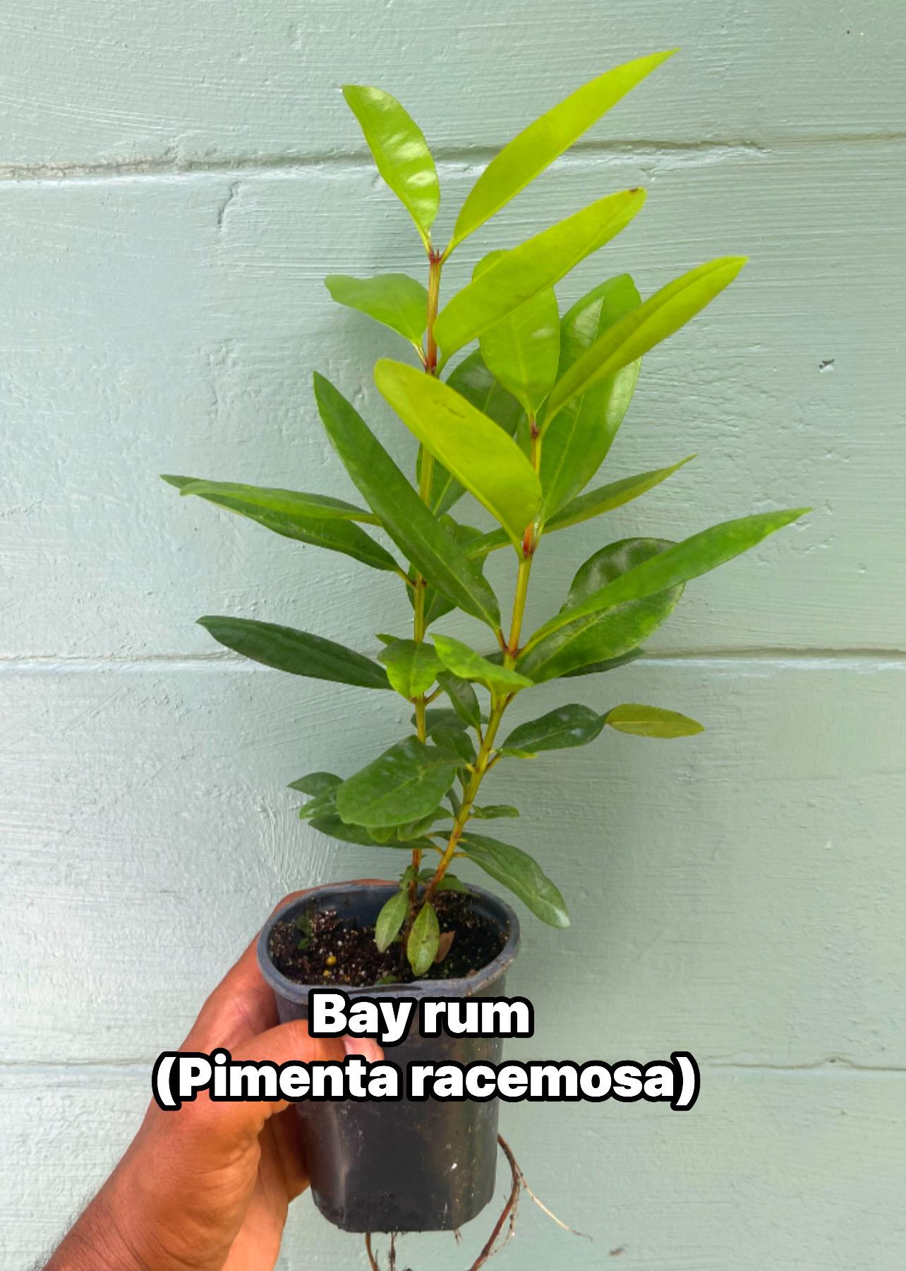 Bay Rum Plant (Pimenta racemosa) – Live Plant in 4.5” Pot | Aromatic Caribbean Herb