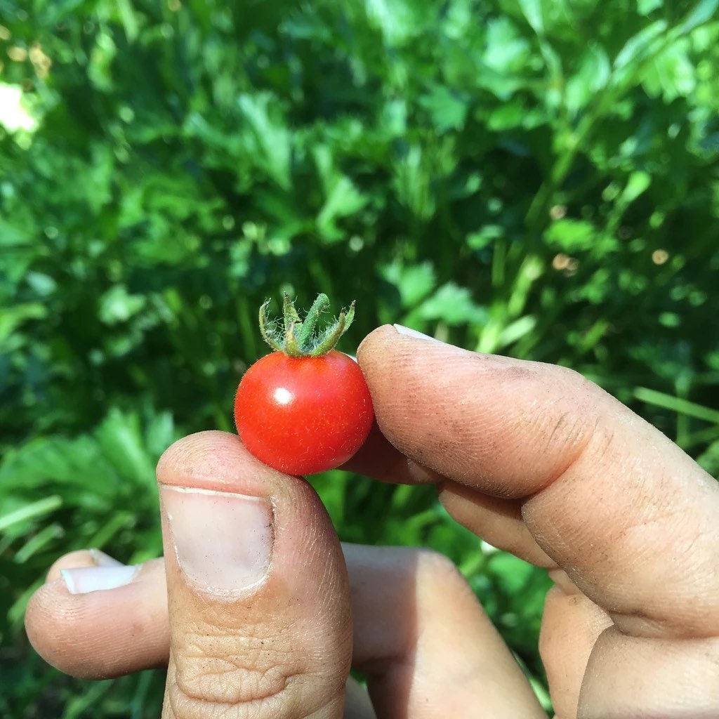 FL everglades tomato seeds