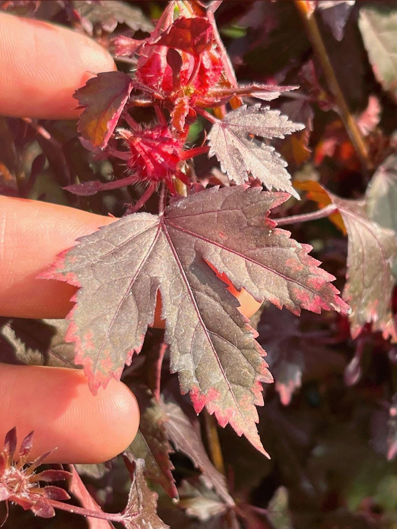 Hibiscus acetosella 'African Rose’
