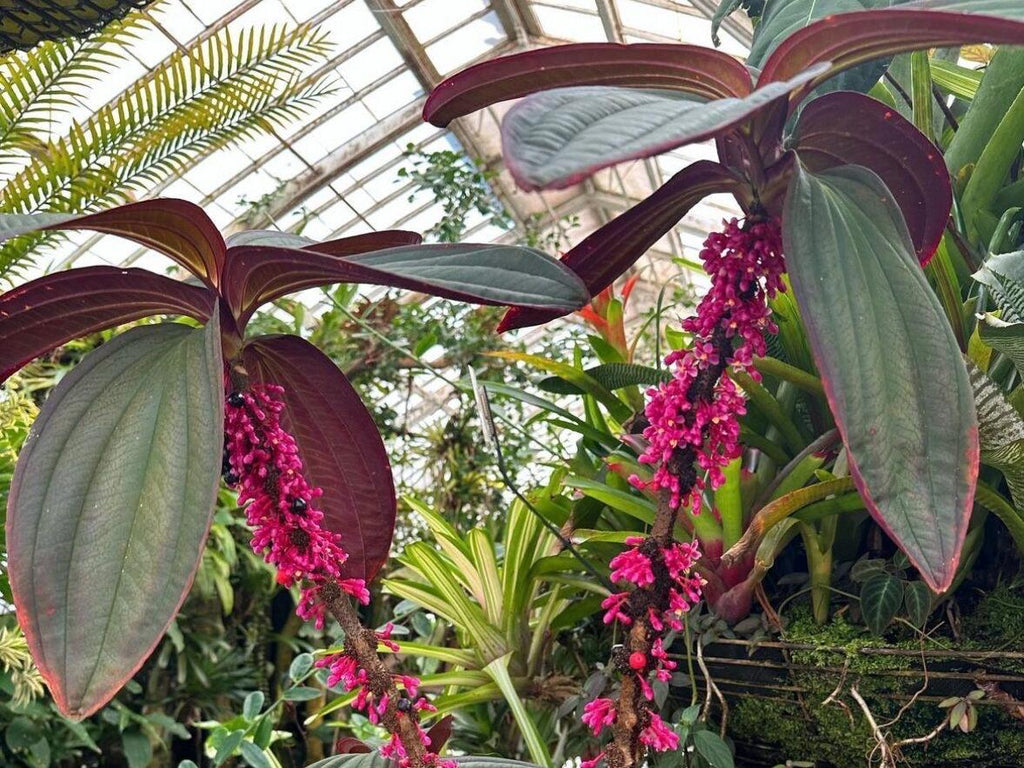 Medinilla ‘Gregori Hambali’ Rare Tropical Plant – Pink Blooms, 4-Inch Pot