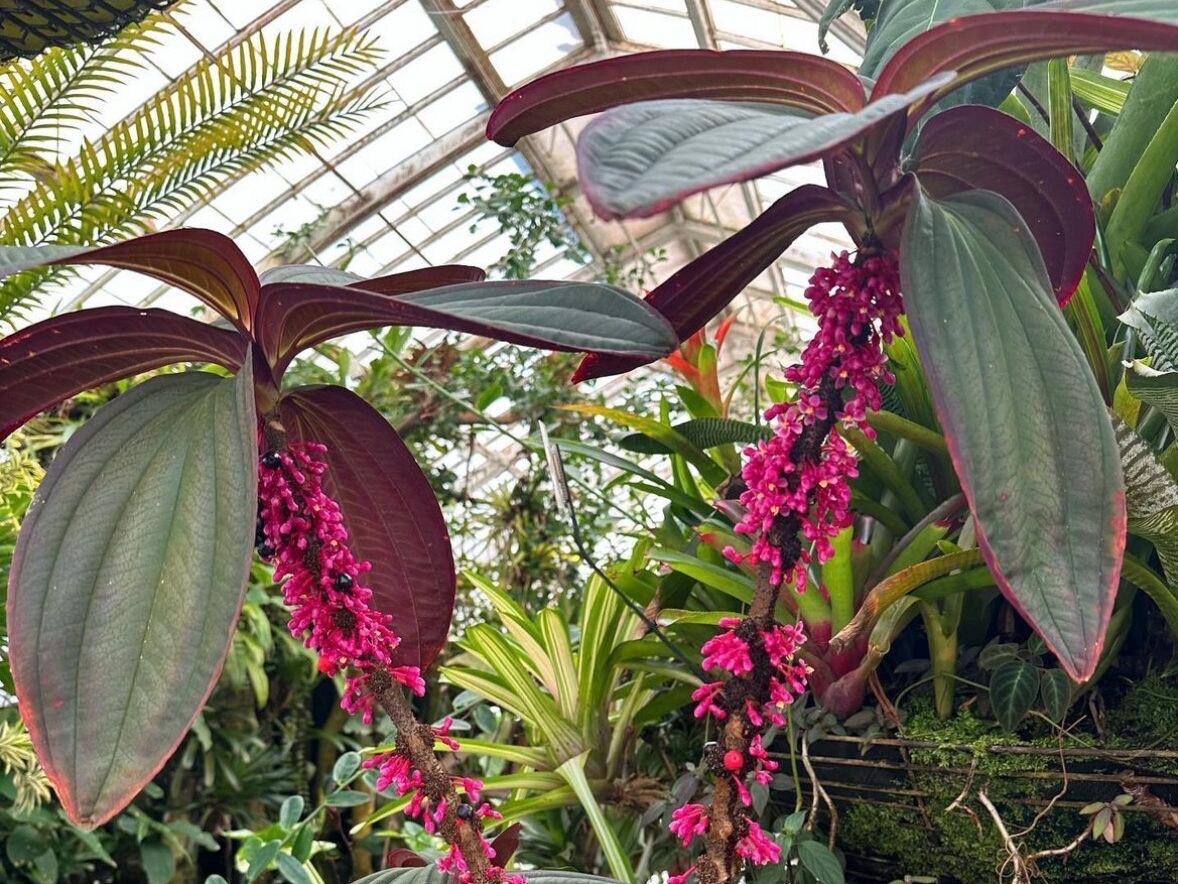 Medinilla ‘Gregori Hambali’ Rare Tropical Plant – Pink Blooms, 4-Inch Pot