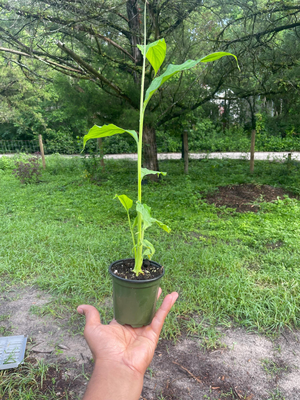 Live Cardamom Plant: Elettaria cardamomum, Rare Spice - 15+” Tall