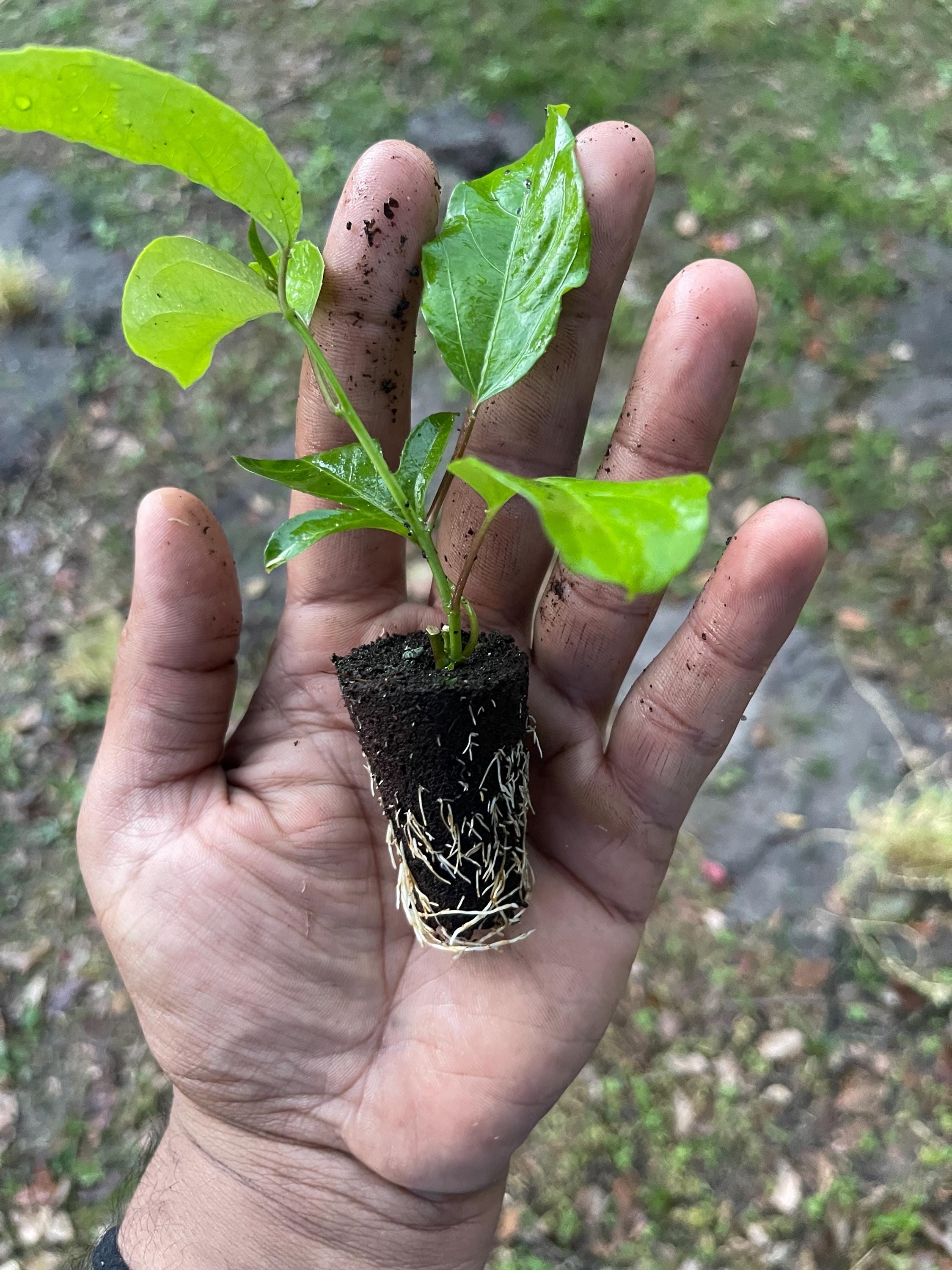 Purple Possum Passionfruit Plant | Exotic Edible Fruit Vine