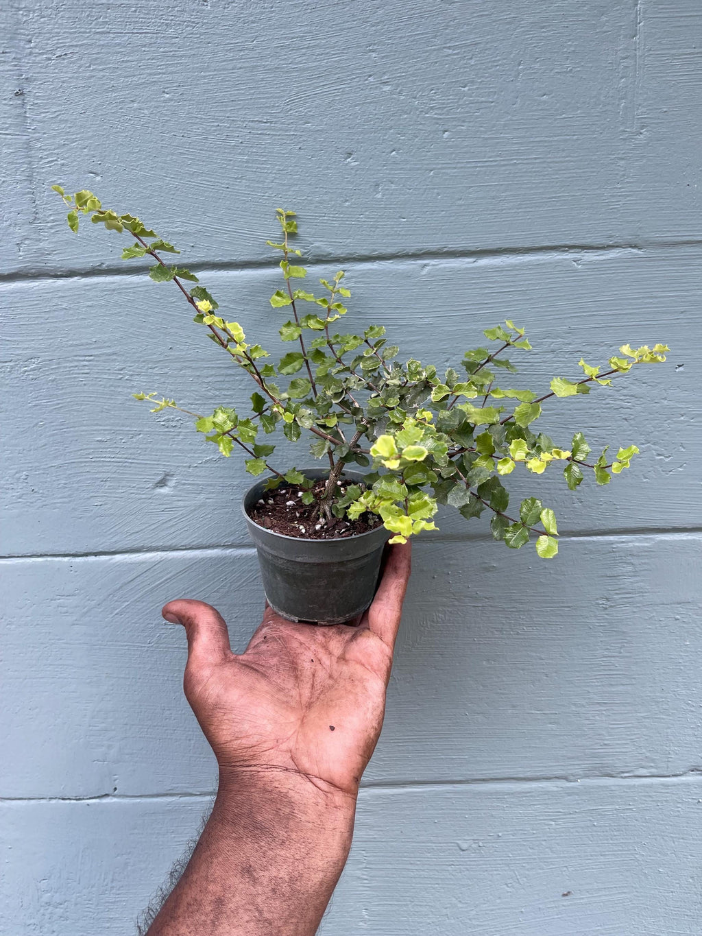 Singapore Holly Bonsai Plant – Dwarf Tropical Shrub, Miniature Leaves, Ornamental Live Plant