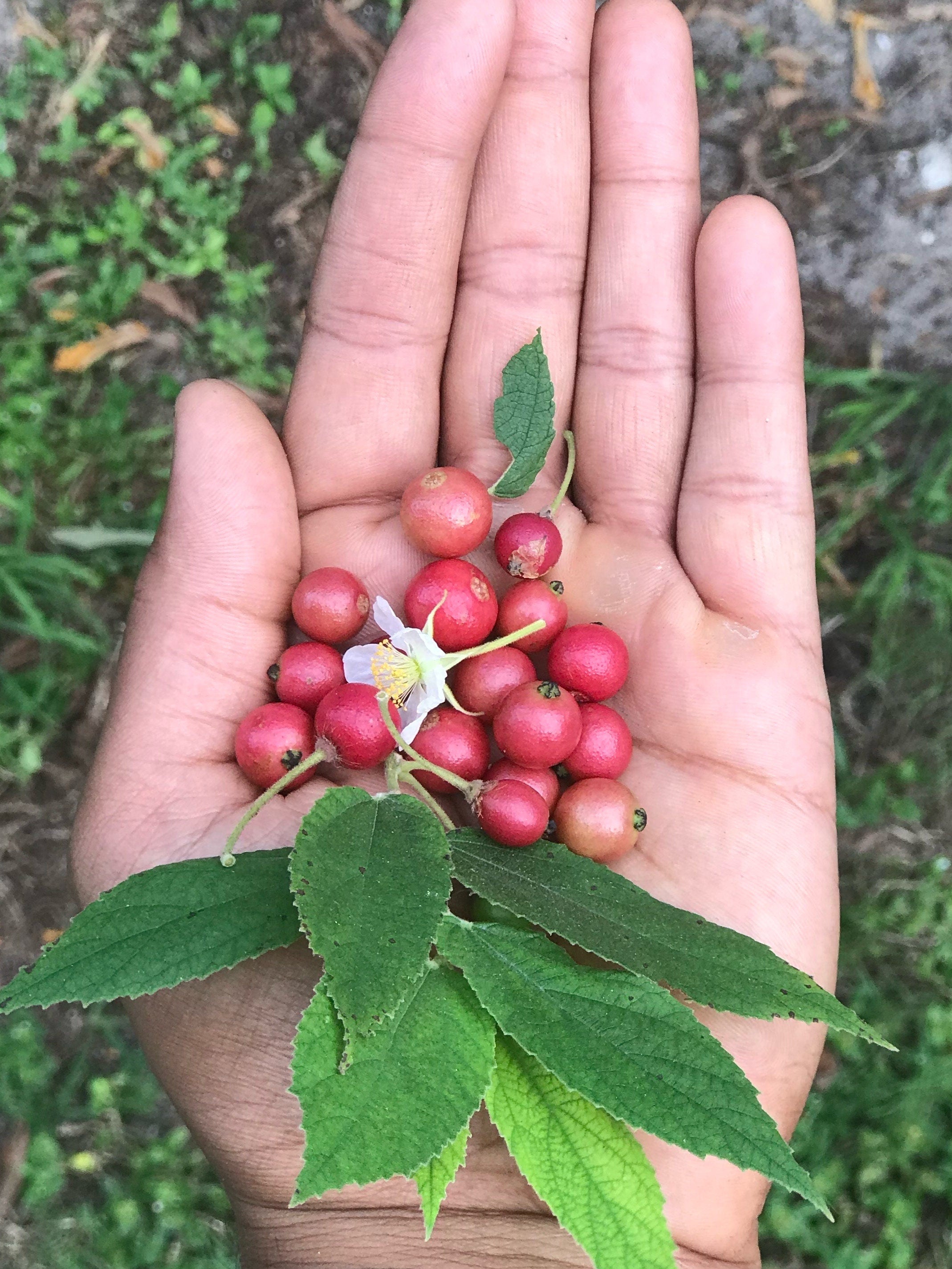 Strawberry Tree (Muntingia calabura) | Rare Edible Tropical Fruit Plant for Home Garden & Outdoor Delight