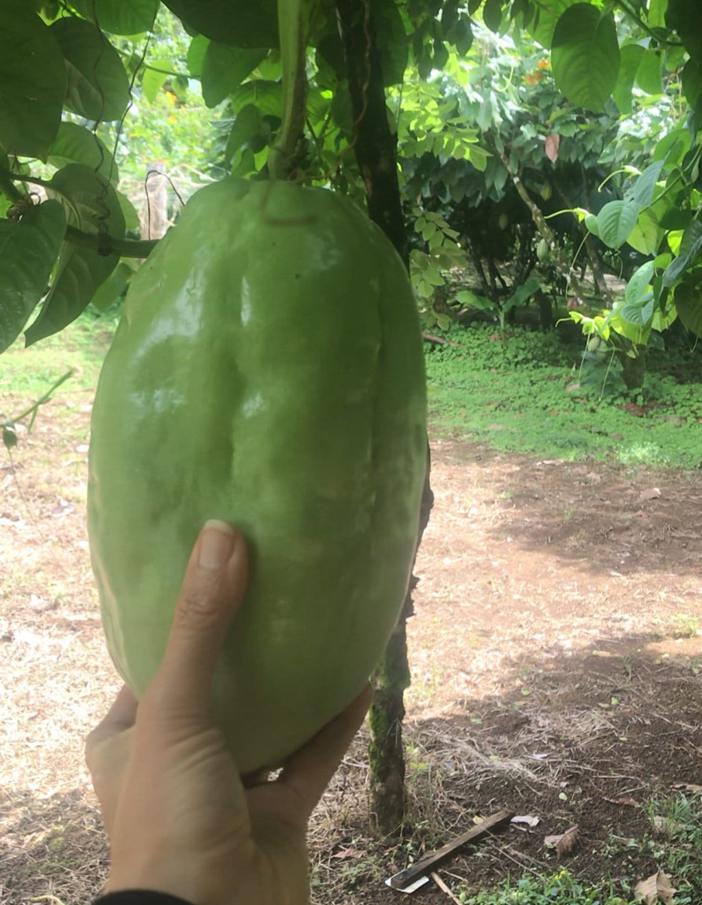 Passiflora quadrangularis (Giant Granadilla)