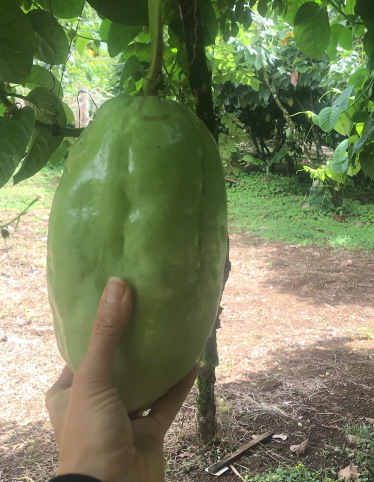 Passiflora quadrangularis (Giant Granadilla)