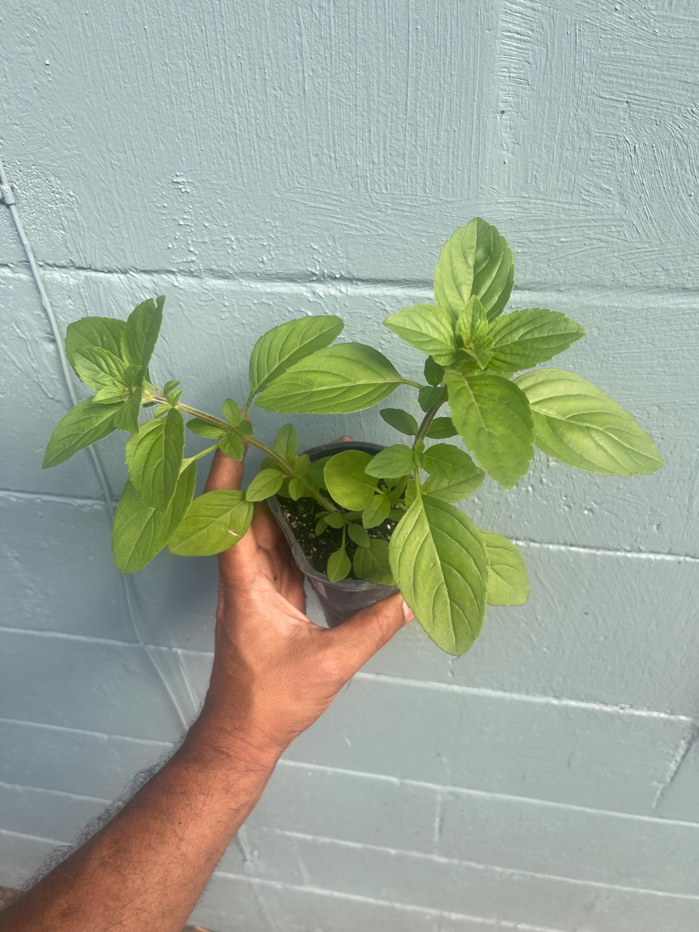 African blue basil plant