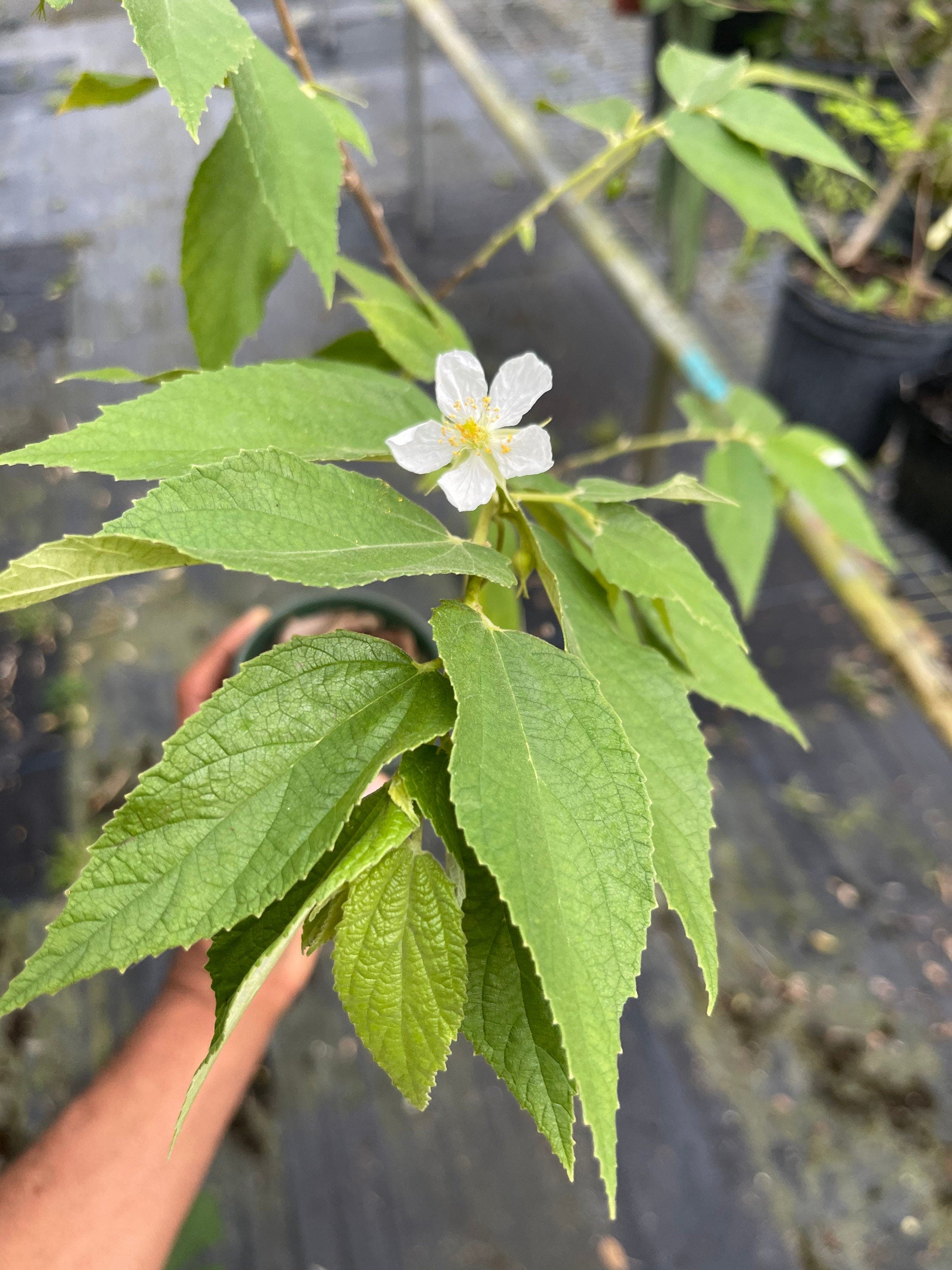 Strawberry Tree (Muntingia calabura) | Rare Edible Tropical Fruit Plant for Home Garden & Outdoor Delight