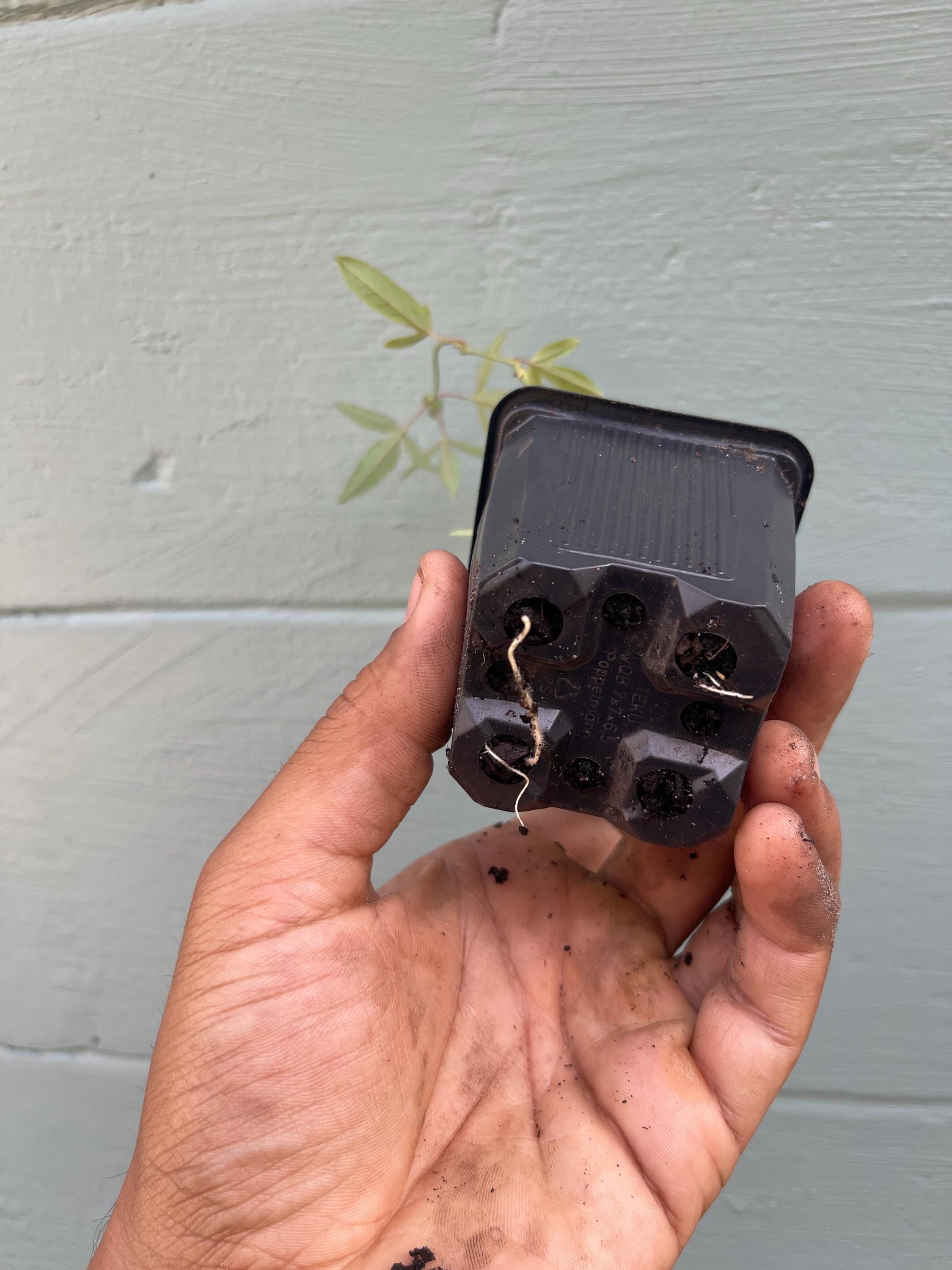 Blue Passionflower Plant – Passiflora caerulea | Hardy Passion Vine | Exotic Flowering Climber | Butterfly Host Plant