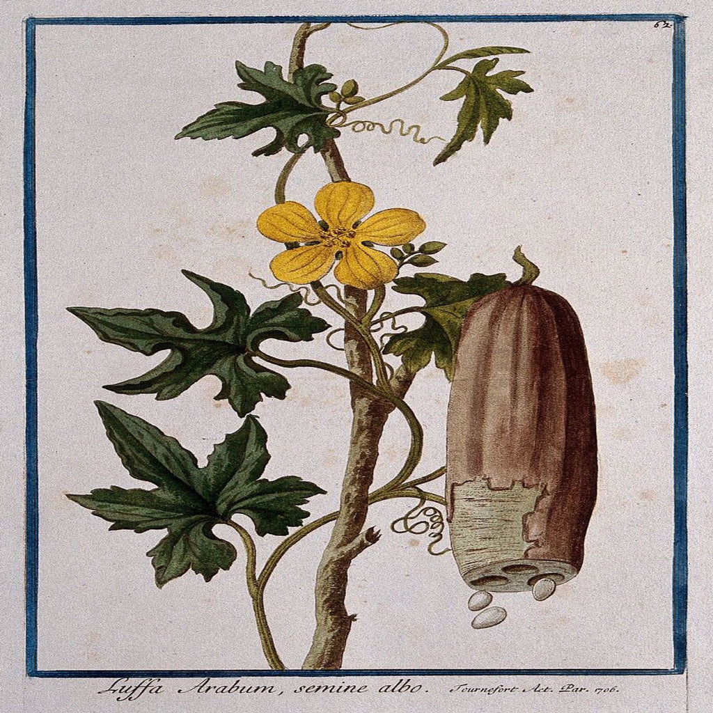 Luffa Seeds For Planting