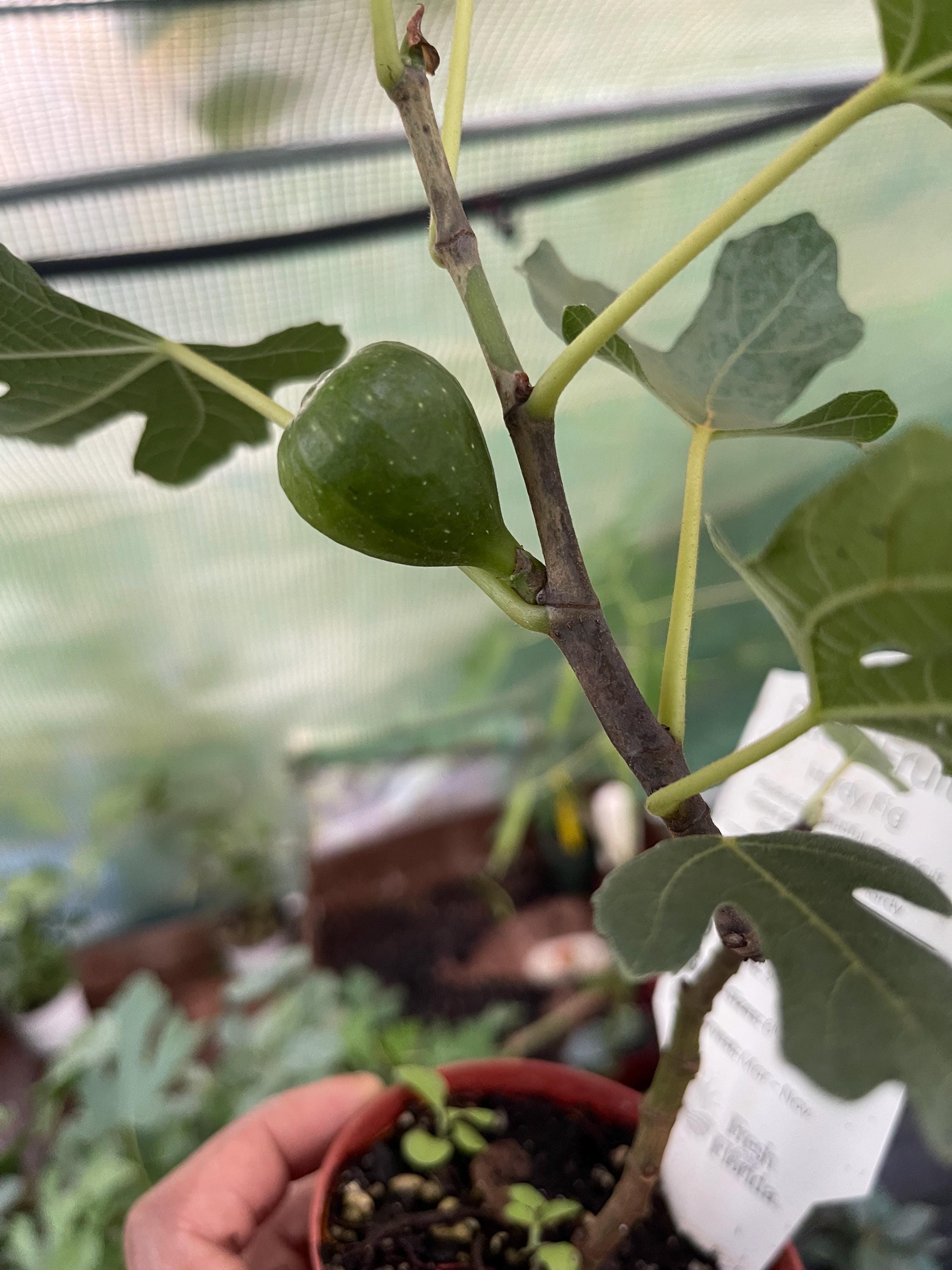 Brown Turkey Fig Tree – Live Plant – Sweet Fruit Tree for Home Gardens